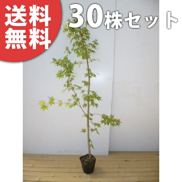 ■送料無料■【30本セット】 イロハモミジ 樹高0.8m前後 10.5cmポット (いろは紅葉 イロハカエデ いろは楓 紅葉 モミジ) 苗木 苗 植木 庭木 生け垣 シンボルツリー 落葉樹