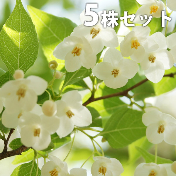 楽天市場】□送料無料□【25本セット】 イヌマキ 樹高0.3m前後