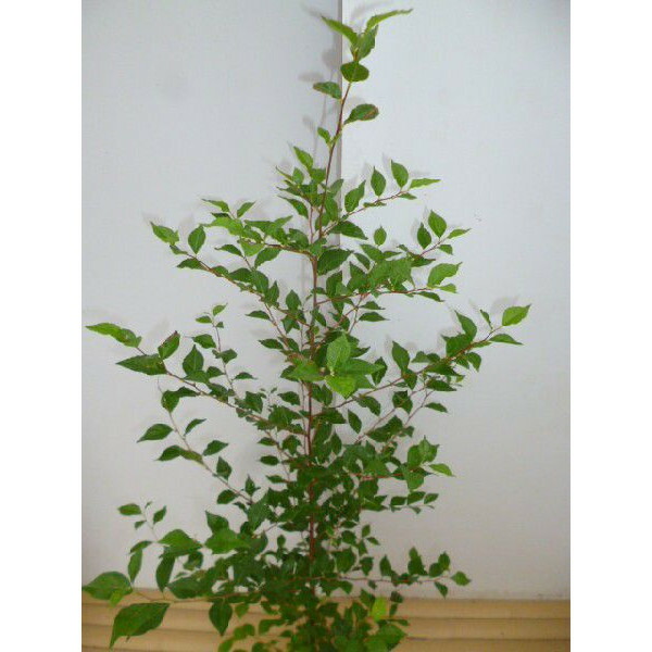 エゴノキ 樹高1 0m前後 シンボルツリー 苗木 植木 苗 生け垣 庭木 生け垣 シンボルツリー シンボルツリー 庭木 落葉樹 送料無料 10本セット エゴノキ 樹高1 0m前後 12cmポット えごのき エゴの木 白い清楚な花が 枝いっぱいに咲く木 苗木 植木 苗 庭木 生け垣 エゴノキ 樹高1 0m前後 シンボルツリー 苗木 植木 苗 生け垣 庭木 生け垣 シンボルツリー シンボルツリー 庭木 落葉樹 送料無料 10本セット エゴノキ 樹高1 0m前後 12cmポット えごのき エゴの木 白い清楚な花が 枝いっぱいに咲く木 苗木 植木 苗 庭木 生け垣