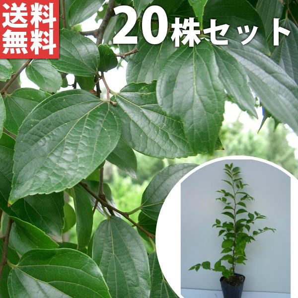 ■貨物輸送無料■【20本仕掛ける】 榎 樹高0.3m前後 10.5糎ポット えのき 榎 若木 苗 植木 庭木 垣根 符牒天然木 落葉樹