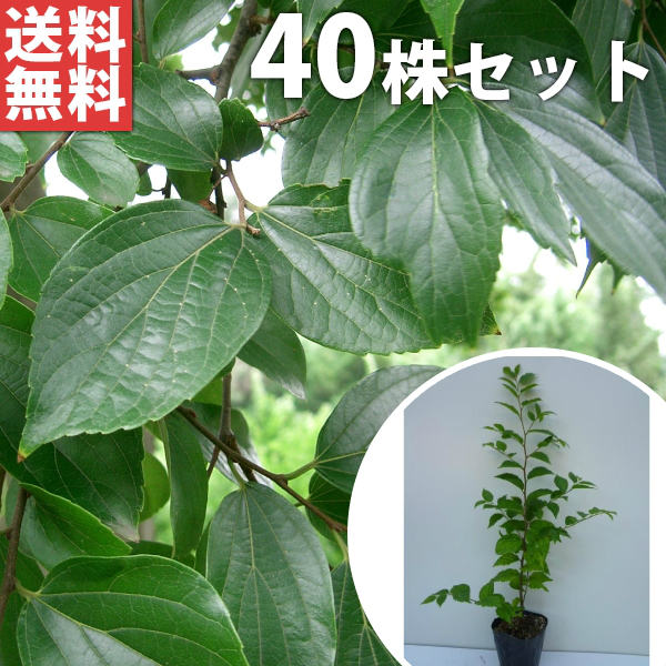 ■送料無料■【40本セット】 エノキ 樹高0.3m前後 10.5cmポット えのき 榎 苗木 苗 植木 庭木 生け垣 シンボルツリー 落葉樹