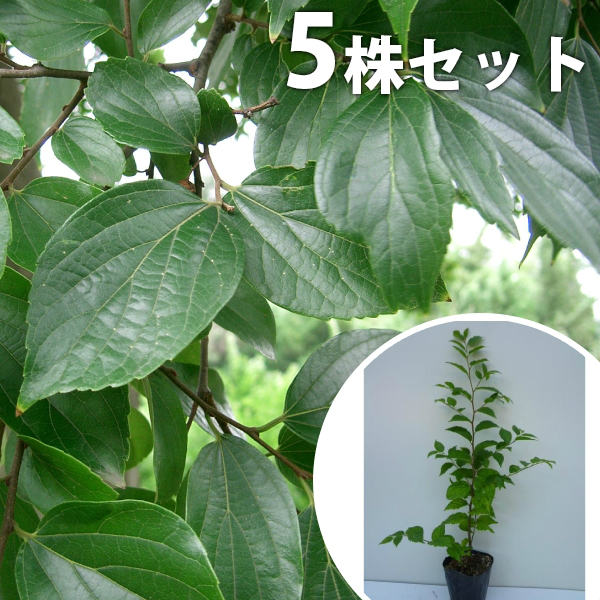 えのき 盆栽 榎 樹高 約20cm えのき Celtis sinensis エノキ アサ科