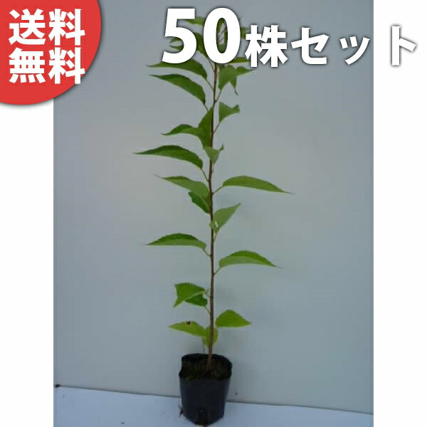 ■送料無料■【50本セット】 オオシマザクラ 樹高0.5m前後 10.5cmポット 大島桜 サクラ・さくら・桜 苗木 苗 植木 庭木 生け垣 シンボルツリー 春に花を咲かせる植木特集|季の香(きのか)