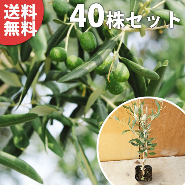 ■送料無料■【40本セット】 オリーブ 樹高0.25m前後 10.5cmポット オリーブの木 品種特定なし商品 鉢植え可能 苗木 苗 植木 庭木 生け垣 シンボルツリー 常緑樹