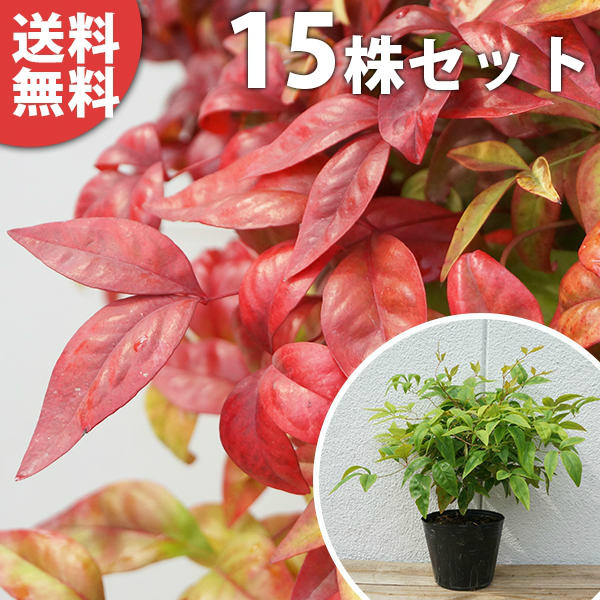 ■貨物輸送無料■【15本仕掛ける】 オタフクナンテン 樹高0.2m前後 12糎ポット おたふく南天 お多福南天 小っちゃい生け垣や地べた押しかぶせるに 若木 苗 植木 庭木 環堵 下草・地べた押しかぶせる 中木・かん木