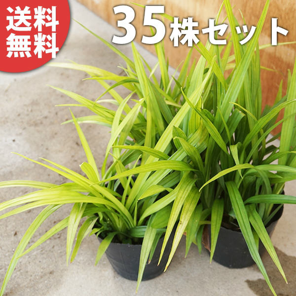 キチジョウソウ苗木植木ガーデニング 農業苗苗木庭木生け垣下草 グランドカバー植木 送料無料 35ポットセット キチジョウソウ10 5cmポット吉祥草きちじょうそう苗木植木苗庭木生け垣下草 グランドカバー 季の香 きのか