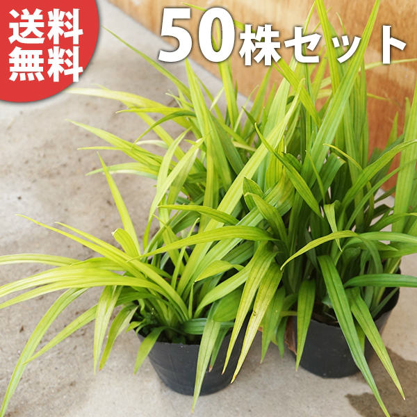 正規通販 送料無料 50ポットセット キチジョウソウ 10 5cmポット 吉祥草 きちじょうそう 苗木 植木 苗 庭木 生け垣 下草 グランドカバー Ta 25 50set Adrm Com Br