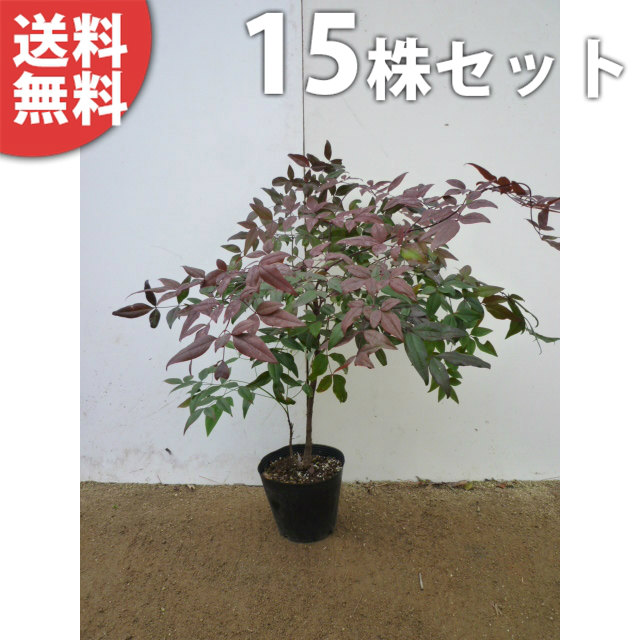 Seal限定商品 送料無料 15本セット ナンテン 樹高0 5m前後 15cmポット 南天 なんてん 赤実縁起の良い木 苗木 植木 苗 庭木 生け垣 中木 低木 季の香 きのか 即日出荷 Www Trailconnections Com