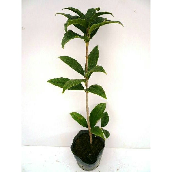 楽天市場】クロガネモチ 樹高0.5m前後 10.5cmポット くろがねもち 実生