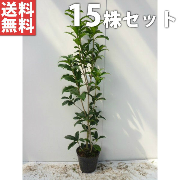 ■送料無料■【15本セット】 キンモクセイ 樹高0.5m前後 15cmポット 金木犀 きんもくせい 苗木 苗 植木 庭木 生垣 生け垣 シンボルツリー 常緑樹｜季の香（きのか）