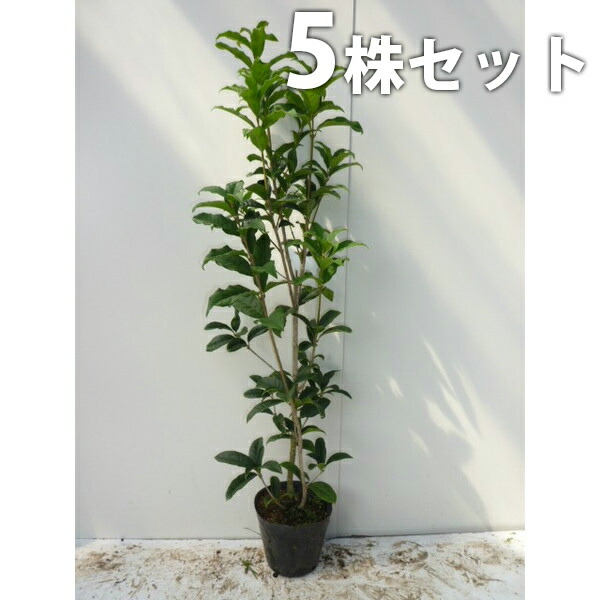 楽天市場 キンモクセイ苗木７号鉢植え 金木犀 植木 庭木 Fleur Town 吉本花城園