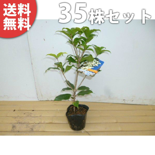 生け垣 ギンモクセイ 苗木 シンボルツリー 植木 苗 植木 シンボルツリー 樹高0 3m前後 庭木 常緑樹花 ガーデン Diy 常緑樹 送料無料 35本セット 樹高0 3m前後 庭木 目隠し 生垣 ギンモクセイ 10 5cmポット 銀木犀 ぎんもくせい 秋に白い花が咲き優しい香りが特徴