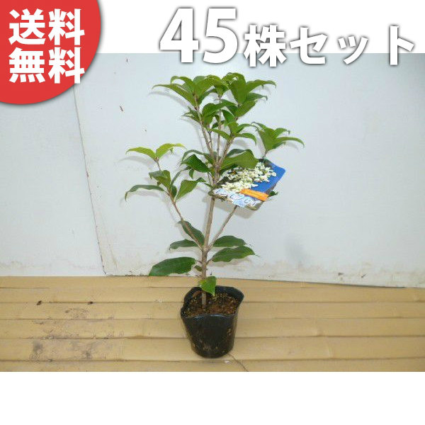 ■送料無料■【45本セット】 ギンモクセイ 樹高0.3m前後 10.5cmポット 苗木 苗 銀木犀 ぎんもくせい 植木 庭木 生け垣 シンボルツリー 常緑樹