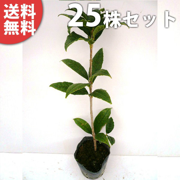 ■送料無料■【25本セット】 キンモクセイ・シキザキ 樹高0.3m前後 10.5cmポット 金木犀 四季咲き 春・秋で花を楽しめる 苗木 苗 植木 庭木 生け垣 シンボルツリー 常緑樹
