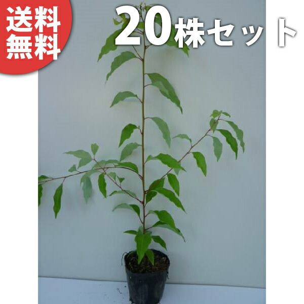 楠苗 ta-2262-20set.jpg