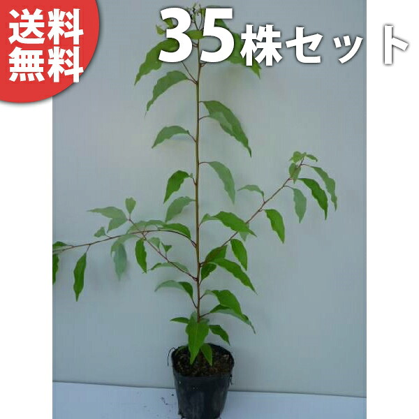 ■送料無料■【35本セット】 クスノキ 樹高0.3m前後 10.5cmポット くすのき 楠 楠の木 苗木 苗 植木 庭木 生け垣 シンボルツリー 常緑樹