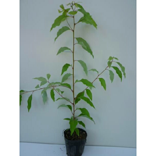 楽天市場】□良品庭木□矮性クスノキ3．5号ポット苗 : ペットエコ