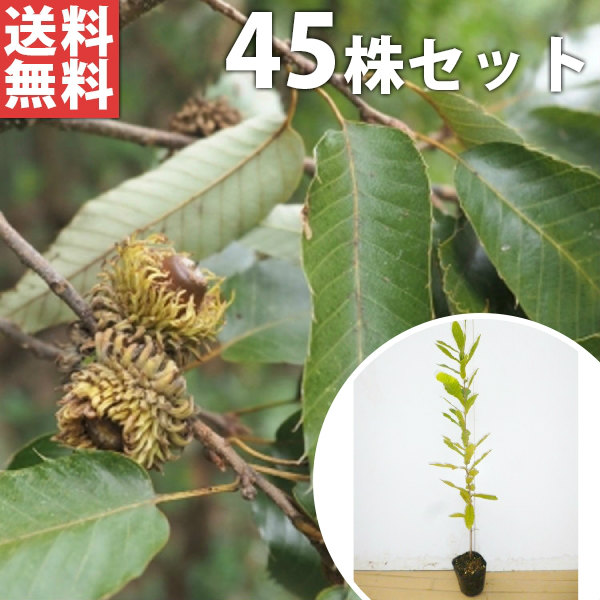 日本初の国産品 クヌギ樹高0 5m前後苗木植木苗庭木生け垣シンボルツリーシンボルツリー落葉樹 送料無料 45本セット クヌギ樹高0 5m前後10 5cmポットくぬぎ椚櫟苗木植木苗庭木生け垣シンボルツリー