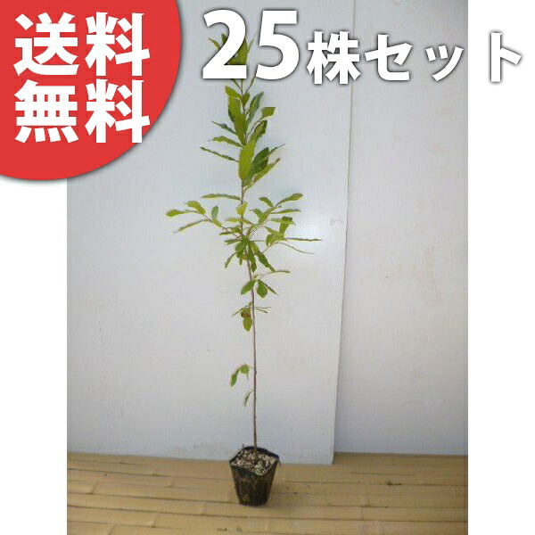■送料無料■【25本セット】 クヌギ 樹高0.8m前後 10.5cmポット くぬぎ 椚 櫟 苗木 苗 植木 庭木 生け垣 シンボルツリー 落葉樹