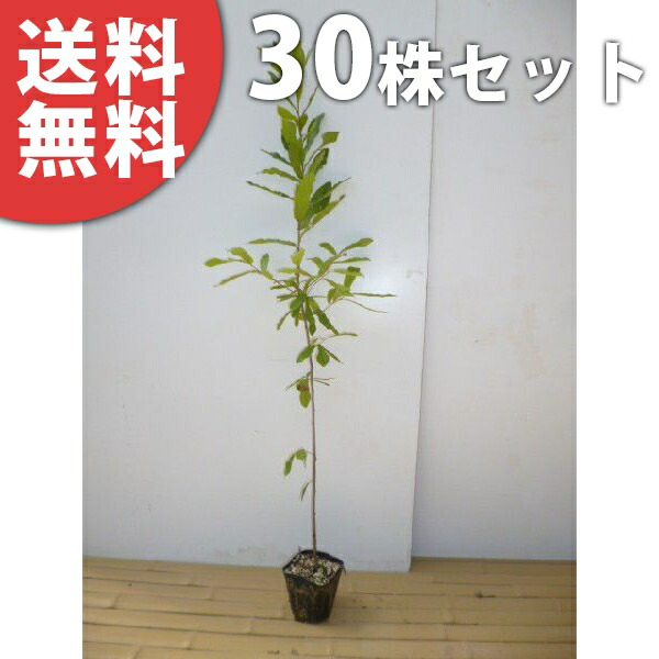 ■送料無料■【30本セット】 クヌギ 樹高0.8m前後 10.5cmポット くぬぎ 椚 櫟 苗木 苗 植木 庭木 生け垣 シンボルツリー 落葉樹 13,566円