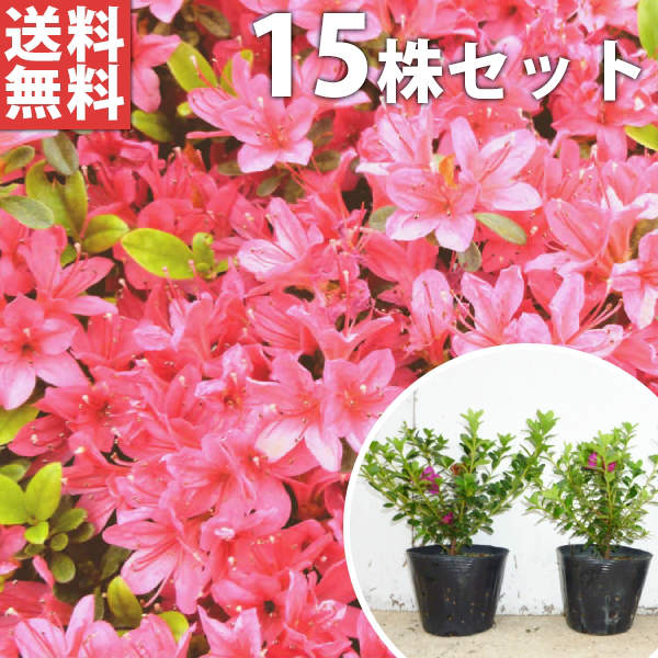 ■送料無料■【15本セット】 クルメツツジ(赤） 樹高0.3m前後 13.5cmポット 久留米ツツジ つつじ 苗木 苗 植木 庭木 生け垣 花を楽しむ木 春に花を咲かせる植木特集