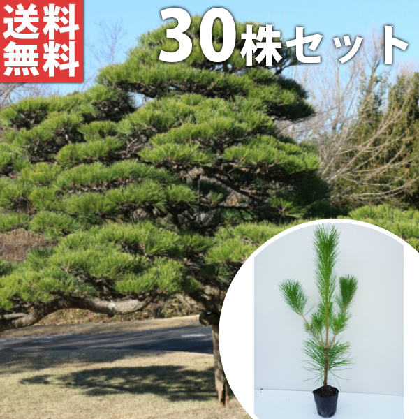 黒松 庭木 ◇ 近畿地方限定送料無料 - メルカリ