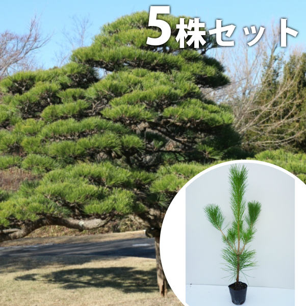 楽天市場】□送料無料□【5本セット】 アカマツ 樹高0.3m前後