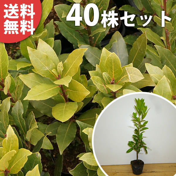 9cmポット シンボルツリー ハーブ 植木 生け垣 庭木 送料無料 ゲッケイジュ ハーブ 植木 苗木 常緑樹 植木 庭木 苗 苗 ゲッケイジュ シンボルツリー 樹高0 2m前後 ローリエ葉のさわやかな香りが人気のシンボルツリー 苗木 苗木 シンボルツリー 40本セット 生け垣