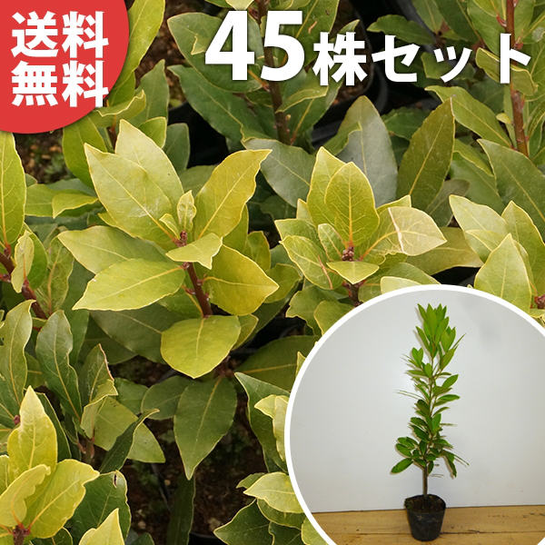 完成品 植木 苗木 樹高0 2m前後 常緑樹 生け垣 シンボルツリー 苗 庭木 送料無料 ゲッケイジュ シンボルツリー シンボルツリー 常緑樹 目隠し 生垣 送料無料 45本セット ゲッケイジュ 樹高0 2m前後 9cmポット 月桂樹 ローリエ葉のさわやかな香りが人気