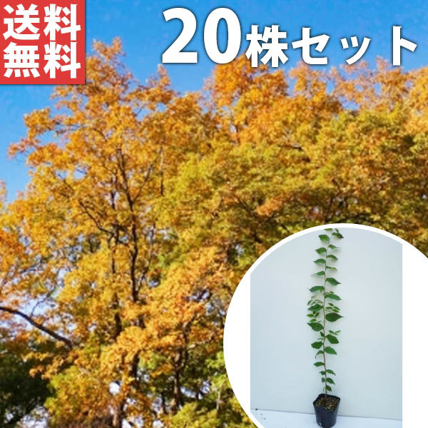 ■貨物輸送無料■【20本仕掛ける】 ケヤキ 樹高0.5m前後 10.5糎ポット けやき 欅 若木 苗 植木 庭木 垣根 符牒天然木 落葉樹