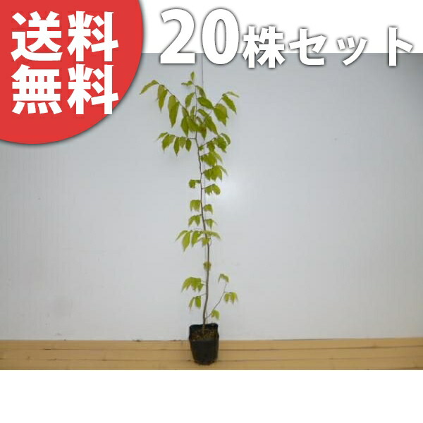■送料無料■【20本セット】 ケヤキ 樹高0.8m前後 10.5cmポット けやき 欅 苗木 苗 植木 庭木 生け垣 シンボルツリー 落葉樹