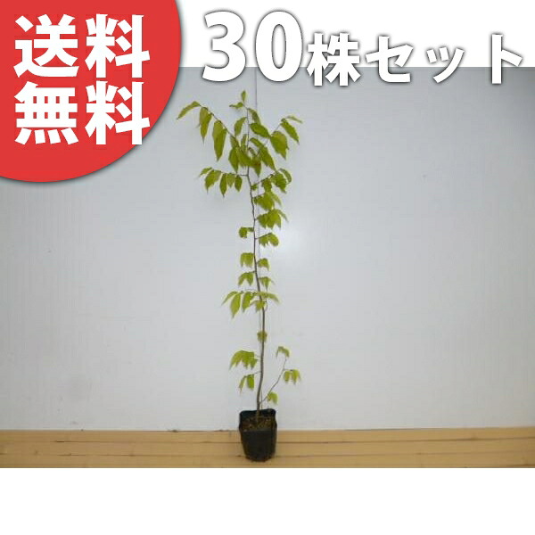 ■送料無料■【30本セット】 ケヤキ 樹高0.8m前後 10.5cmポット けやき 欅 苗木 苗 植木 庭木 生け垣 シンボルツリー 落葉樹 14,147円