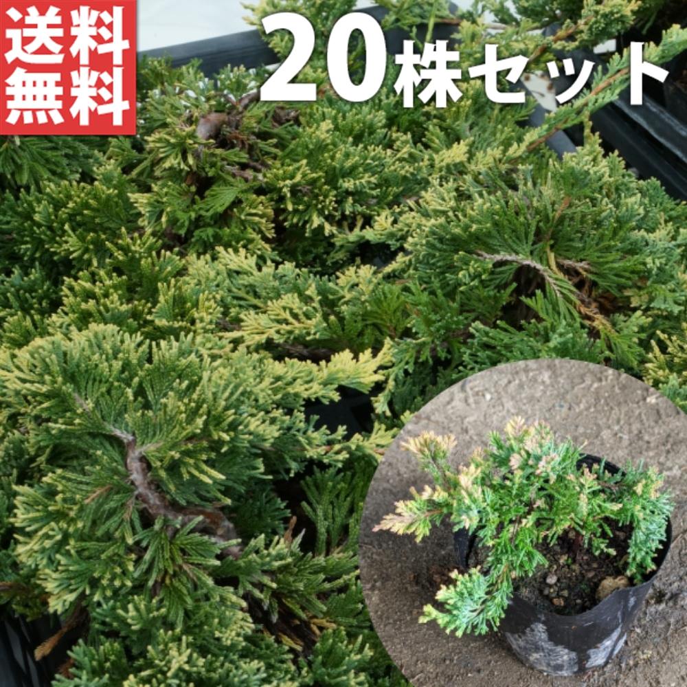 ■送料無料■【20ポットセット】 ゴールデンカーペット 15cmポット コニファー ポット入り 苗木 苗 植木 庭木 生け垣 コニファー 下草・グランドカバー