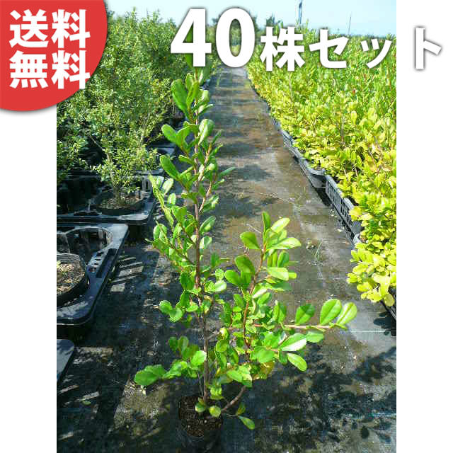 ■送料無料■【40本セット】 ハマヒサカキ 樹高0.2m前後 10.5cmポット 苗木 苗 植木 庭木 生け垣 花を楽しむ木 春に花を咲かせる植木特集