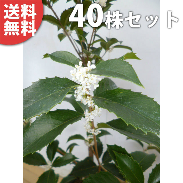 ■送料無料■【40本セット】 ヒイラギモクセイ 樹高0.2m前後 10.5cmポット 苗木 苗 植木 庭木 生け垣 シンボルツリー 常緑樹｜季の香（きのか）