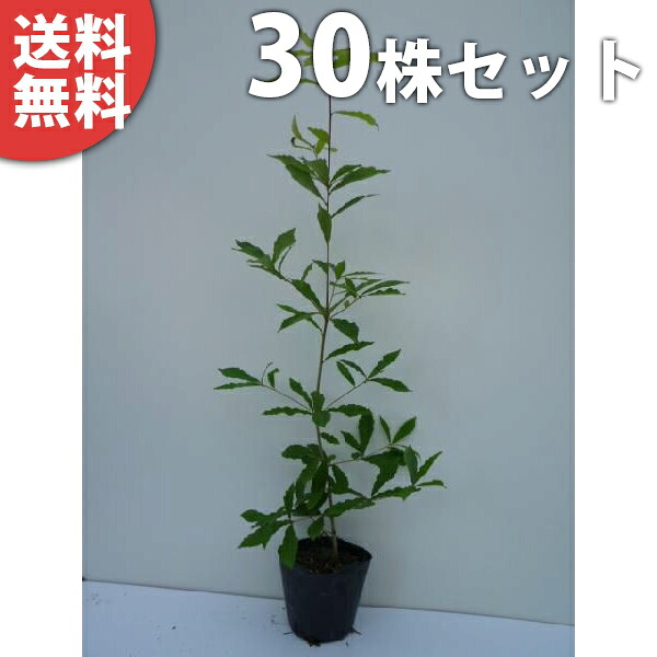 ■送料無料■【30本セット】 コナラ 樹高0.5m前後 10.5cmポット こなら 苗木 苗 植木 庭木 生け垣 シンボルツリー 落葉樹