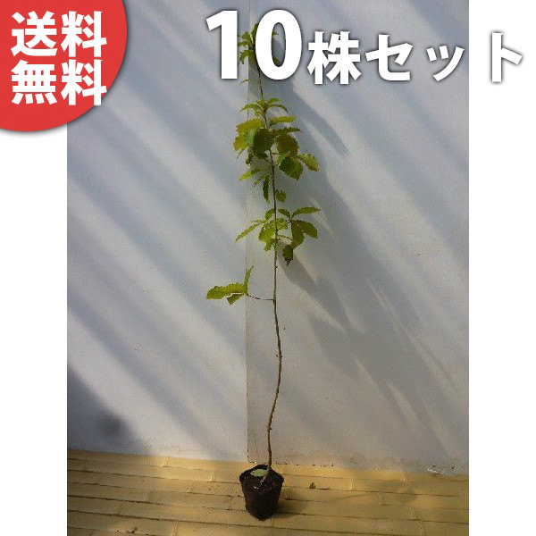■貨物輸送無料■【10本書き割り】 コナラ 樹高0.8m前後 10.5糎ポット こなら 若木 苗 植木 庭木 生垣 符帳天然木 落葉樹