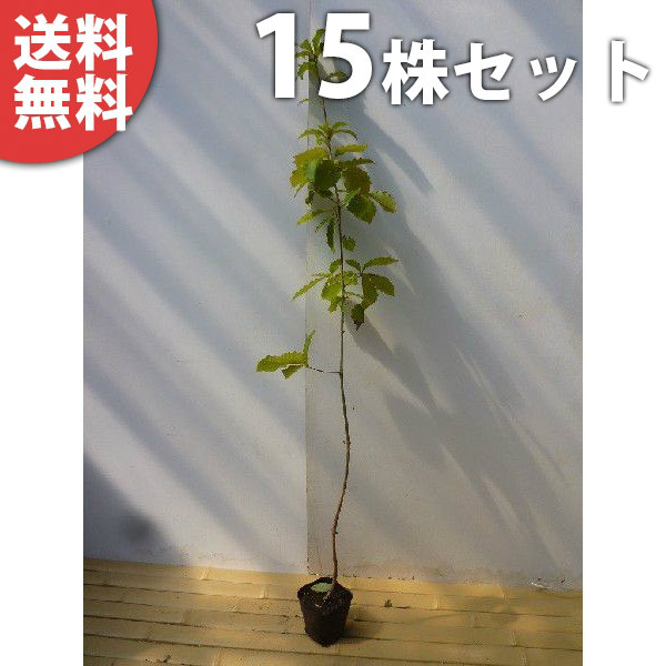 ■送料無料■【15本セット】 コナラ 樹高0.8m前後 10.5cmポット こなら 苗木 苗 植木 庭木 生け垣 シンボルツリー 落葉樹