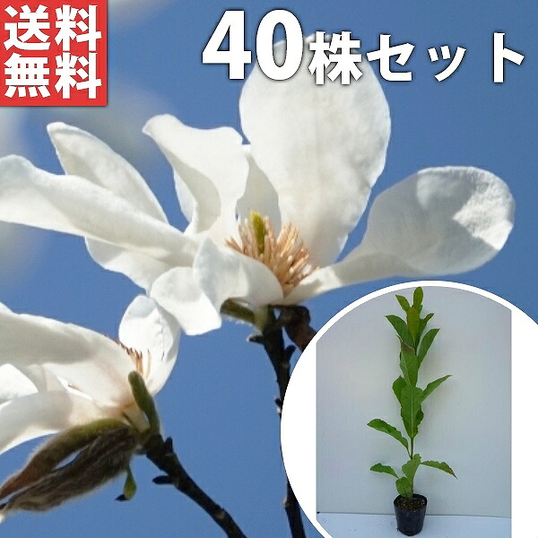 ■送料無料■【40本セット】 コブシ 樹高0.3m前後 10.5cmポット こぶし 苗木 苗 植木 庭木 生け垣 シンボルツリー 落葉樹