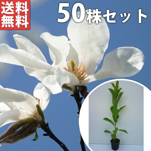 ■送料無料■【50本セット】 コブシ 樹高0.3m前後 10.5cmポット こぶし 苗木 苗 植木 庭木 生け垣 シンボルツリー 落葉樹