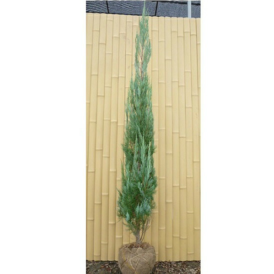 健康的なコニファー 苗木 dショッピング |コニファー（ボールバード） 3号 苗ポット ブルー