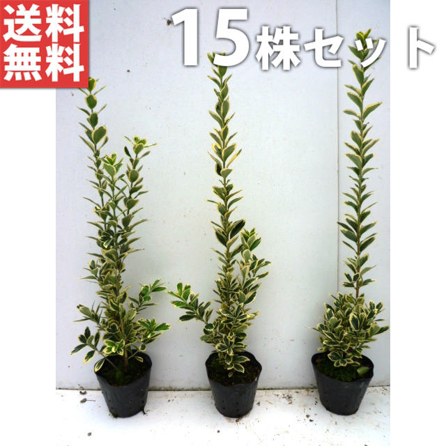 苗木斑入りマサキ樹高0 3m前後 斑入り フイリマサキ マサキ 苗 送料無料 目隠し 生垣まさき植木樹高0 3m前後斑入りマサキ庭木生け垣 斑入り フイリマサキ マサキ 庭木 15本セット 15cmポットまさきキンマサキ苗木植木苗庭木 苗木斑入りマサキ樹高0 3m前後 斑入り フイリマサキ マサキ 苗 送料無料 目隠し 生垣まさき植木樹高0 3m前後斑入りマサキ庭木生け垣 斑入り フイリマサキ マサキ 庭木 15本セット 15cmポットまさきキンマサキ苗木植木苗庭木
