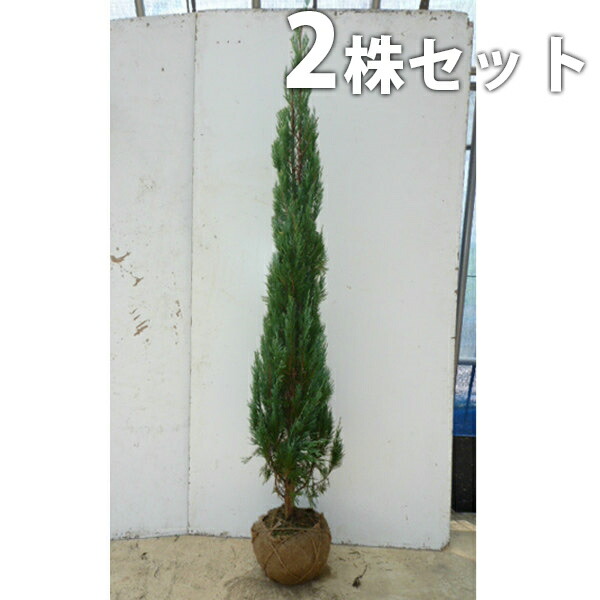 楽天市場】□送料無料□【2本セット】 ブルーエンジェル 樹高1.2