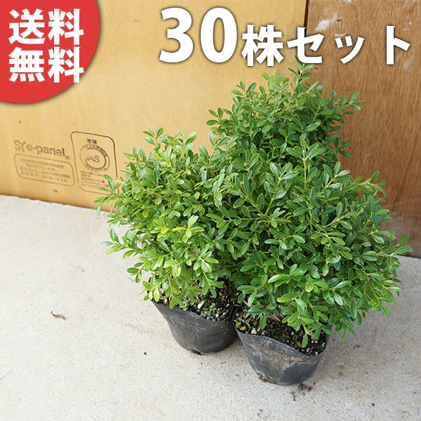 ■送料無料■【30本セット】 クサツゲ 樹高0.1m前後 12cmポット くさつげ 低い生垣に 苗木 苗 植木 庭木 生け垣 下草・グランドカバー