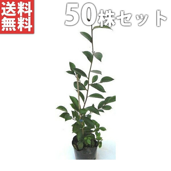 ■送料無料■【50本セット】 サカキ 樹高0.3m前後 10.5cmポット （さかき アカメ 赤芽 ホンサカキ 榊 本榊） 常緑樹 苗木 苗 植木 庭木 生け垣 生垣 目隠し｜季の香（きのか）