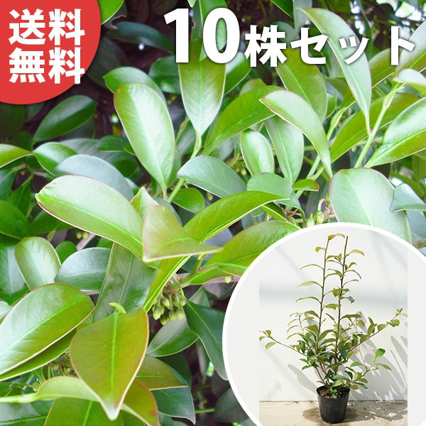 ■送料無料■ サカキ 樹高1.0m前後 15cmポット (さかき アカメ 赤芽 ホンサカキ 榊 本榊) 常緑樹 苗木 植木 苗 庭木 生け垣 シンボルツリー 常緑樹