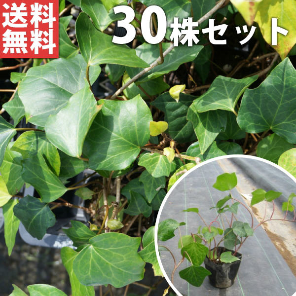 ■貨物輸送無料■【30ポット仕掛ける】 ヘデラ・カナリエンシス  10.5糎ポット アイビー 若木 苗 植木 庭木 環堵 下草・地べた押しかぶせる