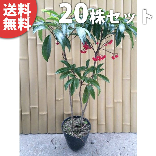 ■送料無料■【20本セット】 マンリョウ 樹高0.3m前後 15cmポット 万両 赤実 大実 まんりょう 苗木 苗 植木 庭木 生け垣 中木・低木