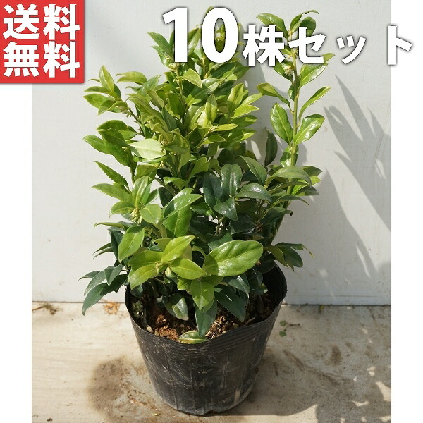 ■貨物輸送無料■【10本書き割り】 サルココッカ 樹高0.3m前後 15糎ポット 大 ポット入り口・入口  若木 苗 植木 庭木 生垣 下草・競技場取りまかなう