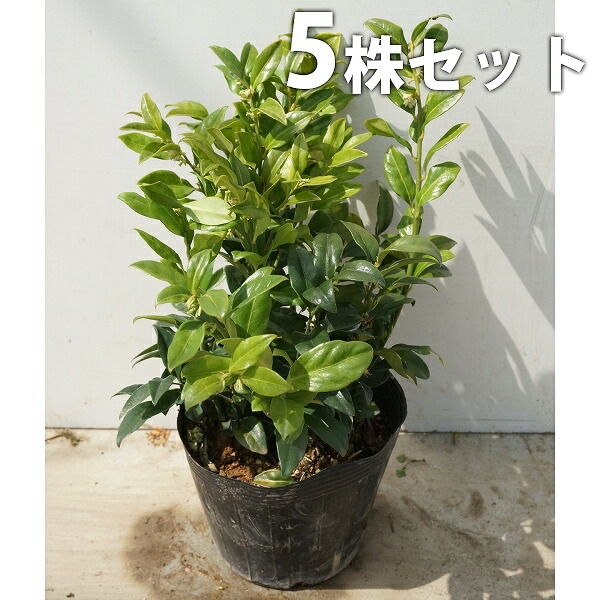 サルココッカ 18株セット 苗 サルココッカ 18株セット 苗